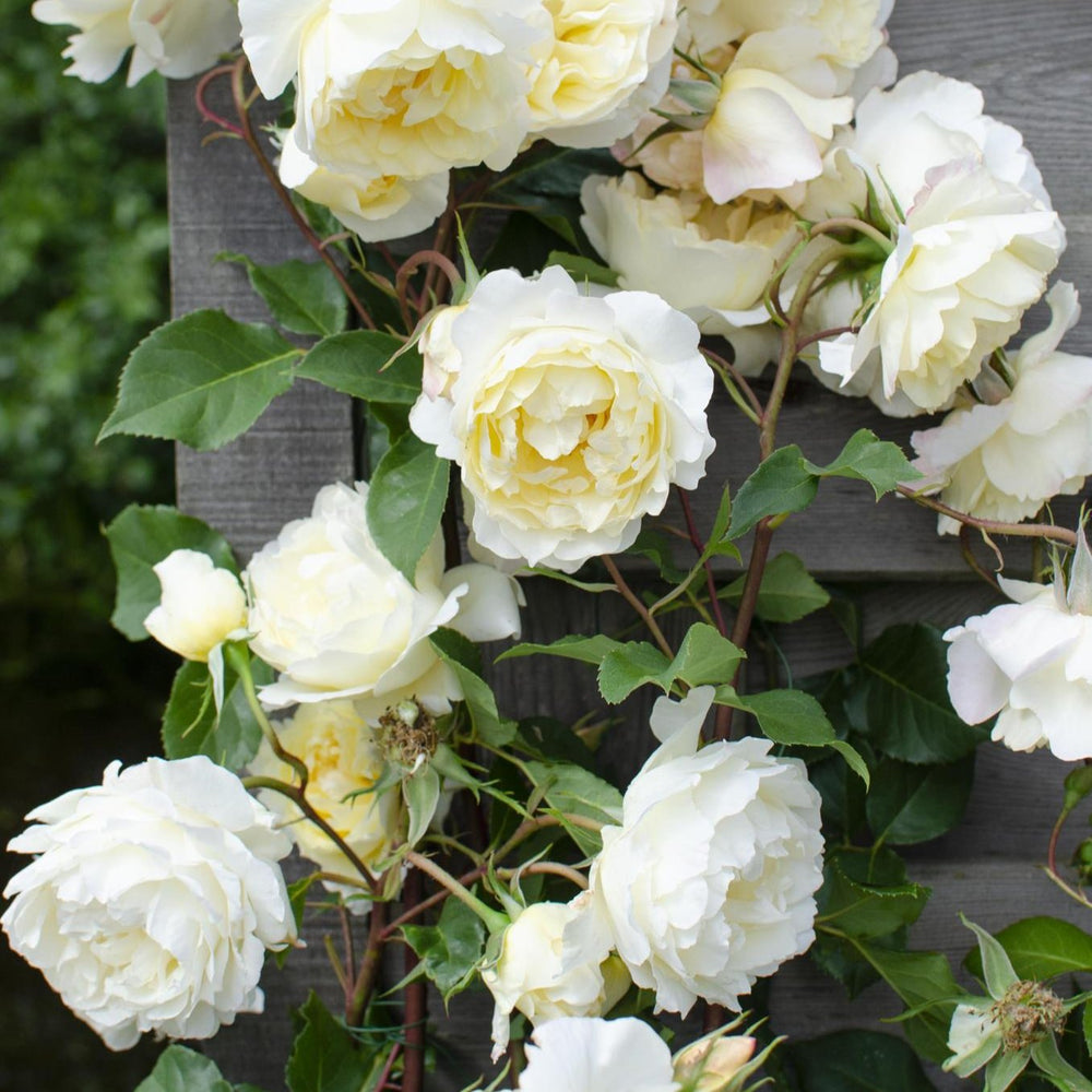 3x - Rosa Crazy in love 'Vanilla' - ↨65cm - Ø15