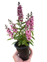 Angelonia