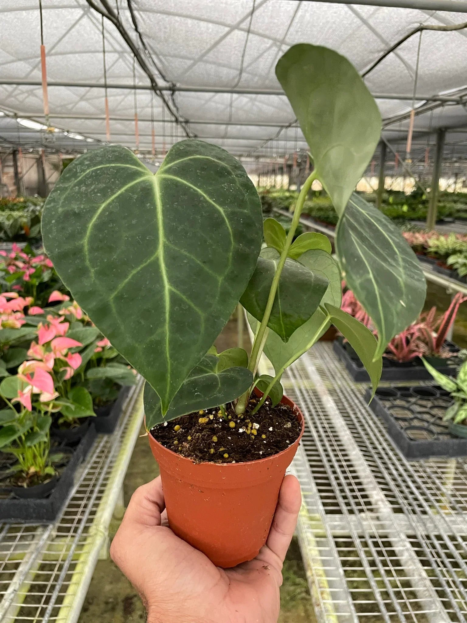 Buy Anthurium 'Clarinervium' Online in United States – World Plant Nursery