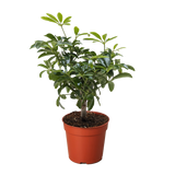 Bonsai Schefflera Arboricola
