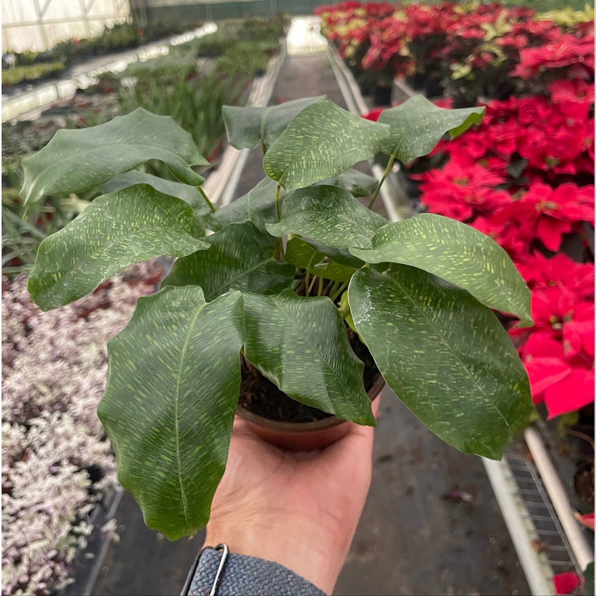 Calathea 'Musaica'