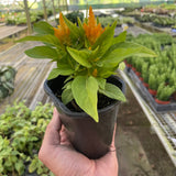 Celosia