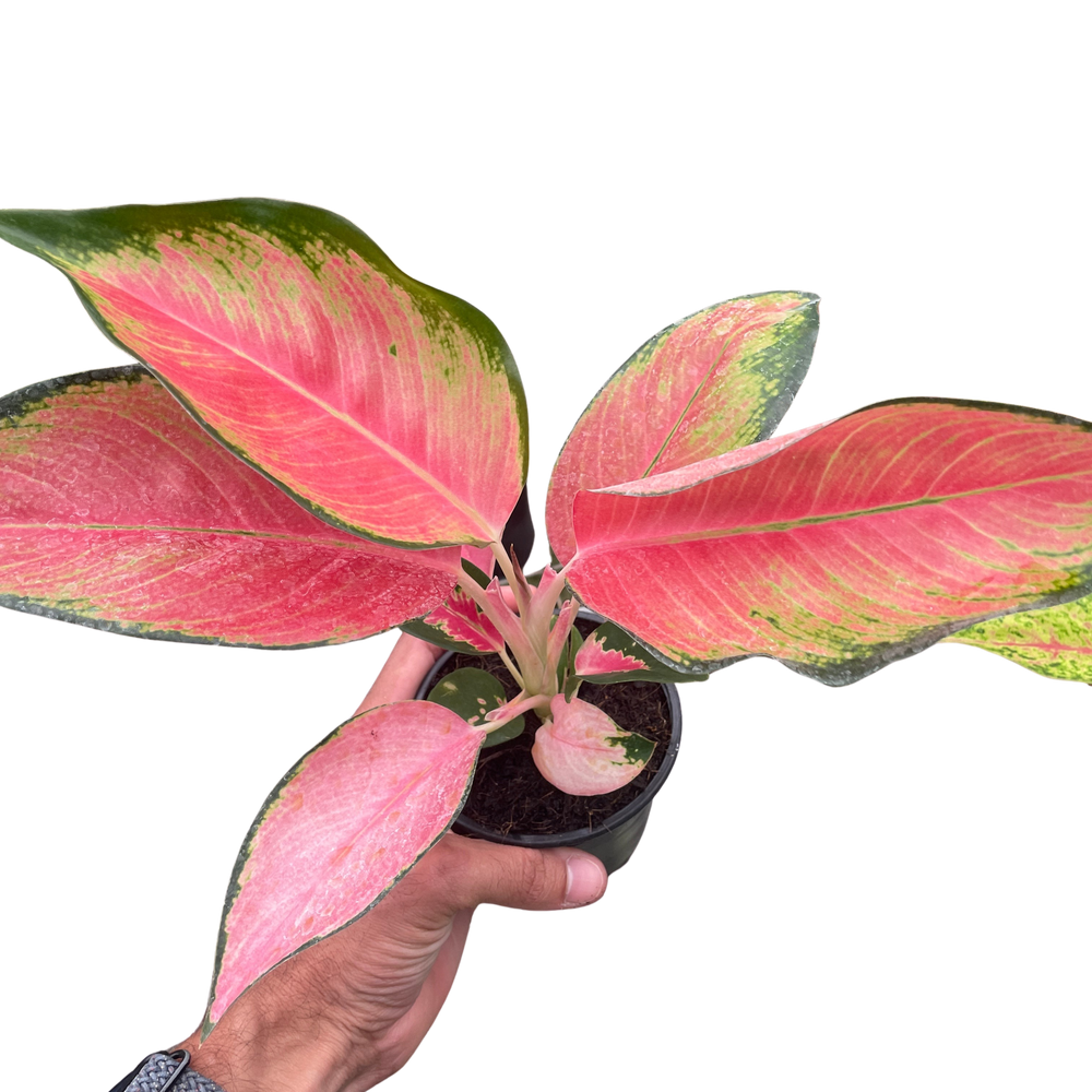 Chinese Evergreen 'Pink Pearl'