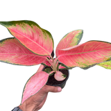 Chinese Evergreen 'Pink Pearl'