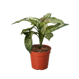 Chinese Evergreen 'Wishes'
