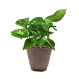 Pothos 'Golden'