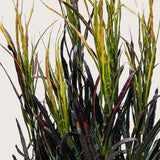Croton 'Picasso'