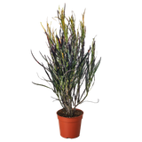 Croton 'Picasso'