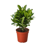 Crown of Thorns