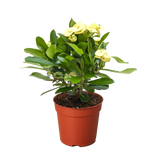 Crown of Thorns