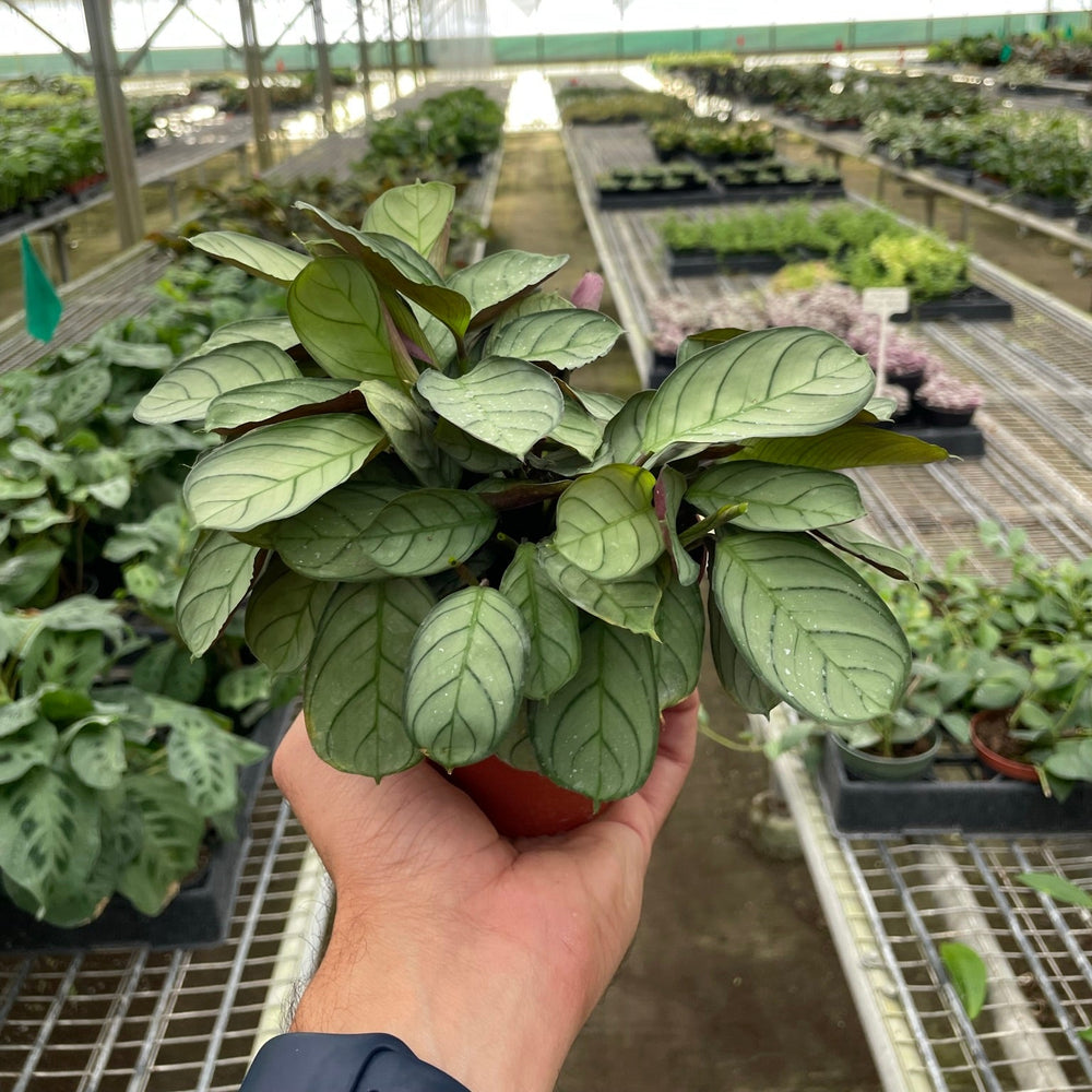 Ctenanthe burle-marxii 'Amagris'