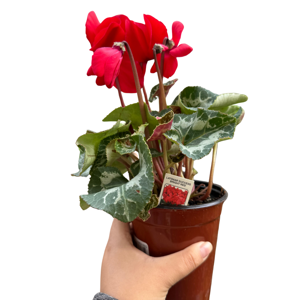 Cyclamen 'Red'