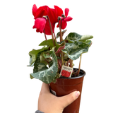 Cyclamen 'Red'
