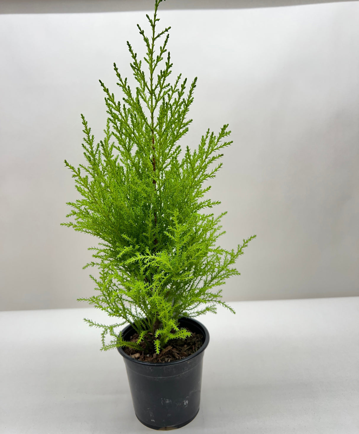 Cypress Lemon