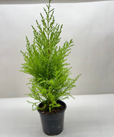 Cypress Lemon
