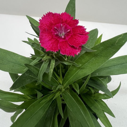 Dianthus