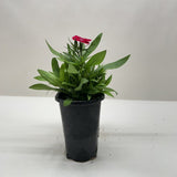 Dianthus