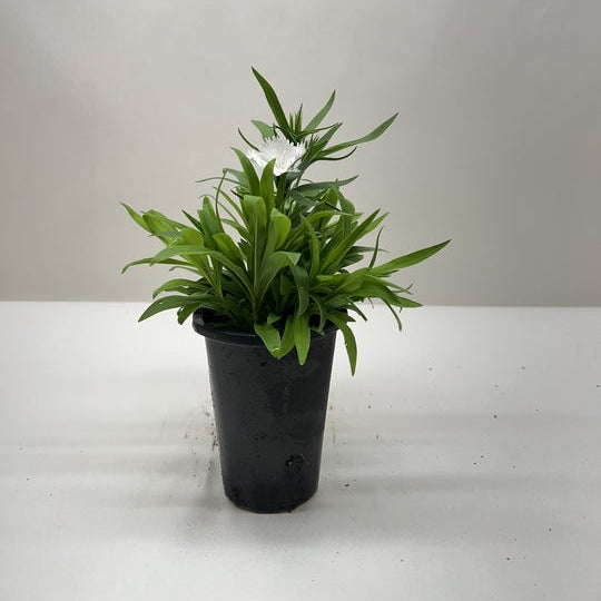 Dianthus