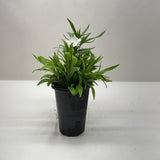 Dianthus