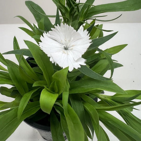 Dianthus
