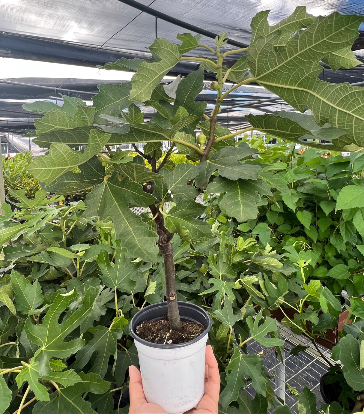 ED Fig