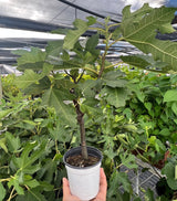 ED Fig