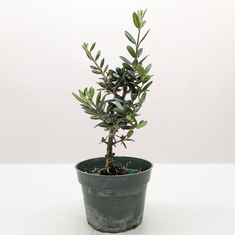 Olive Tree (Olea europaea)