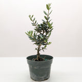 Olive Tree (Olea europaea)