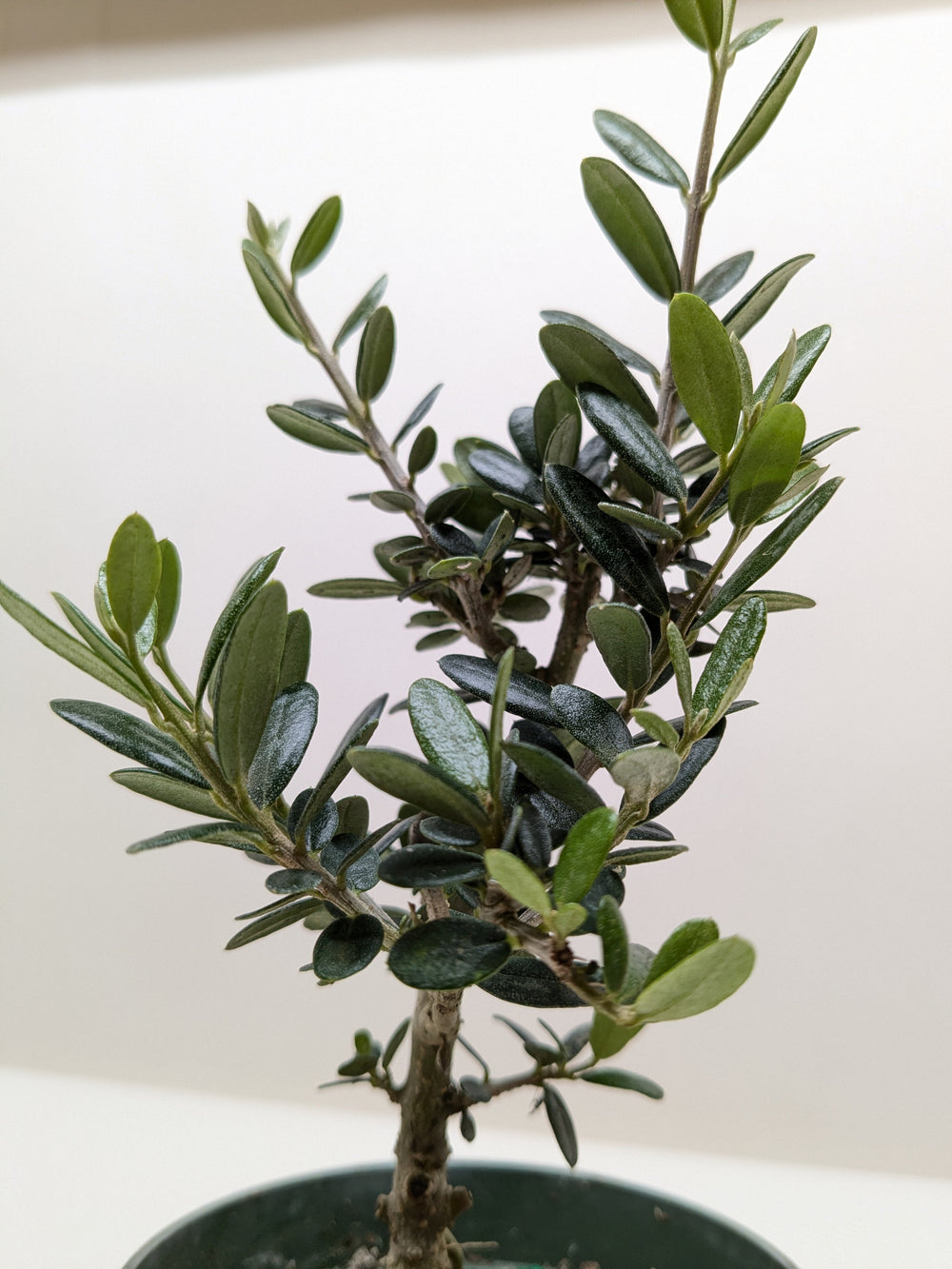Olive Tree (Olea europaea)