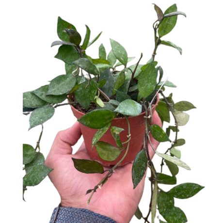 Hoya Krohniana Black