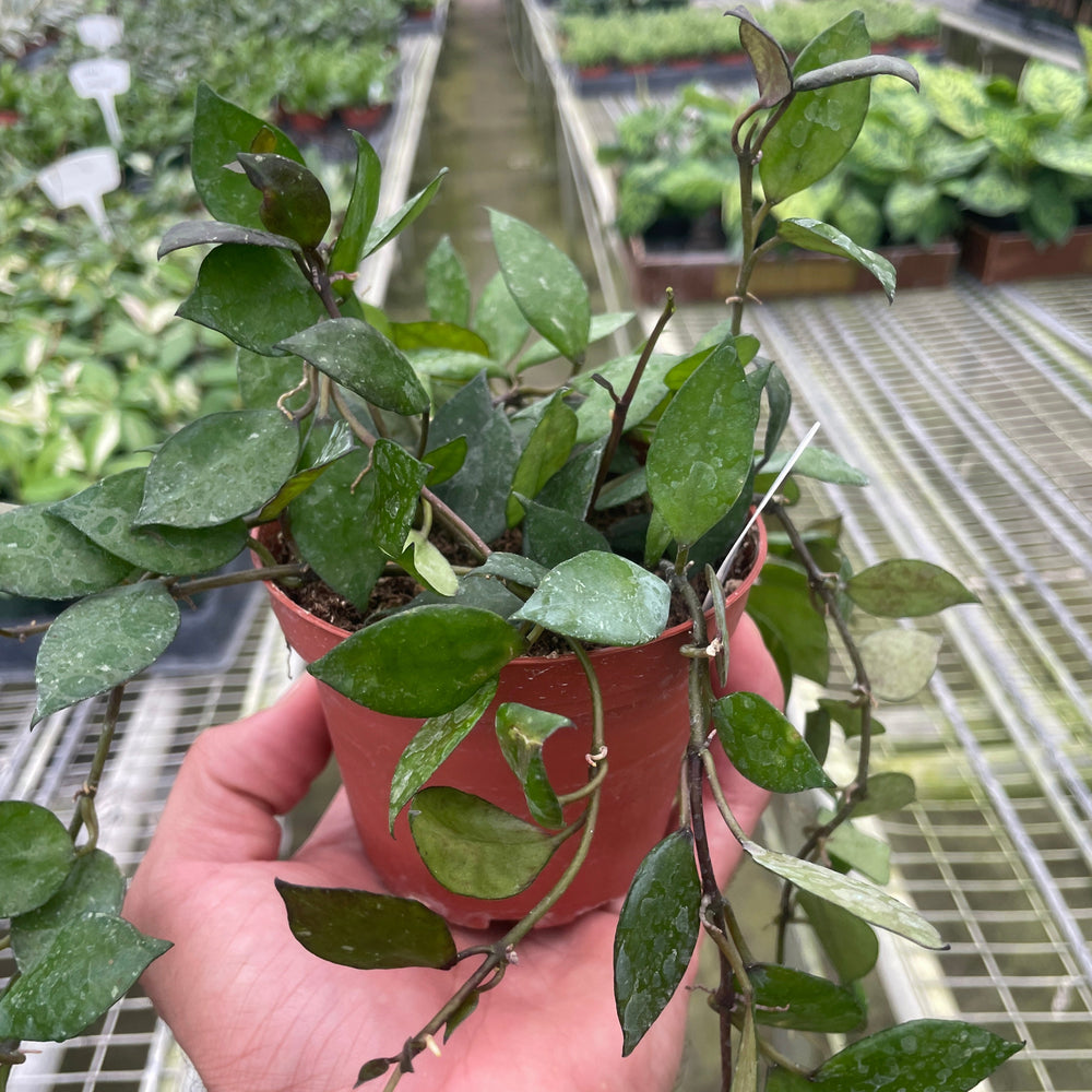 Hoya Krohniana Black