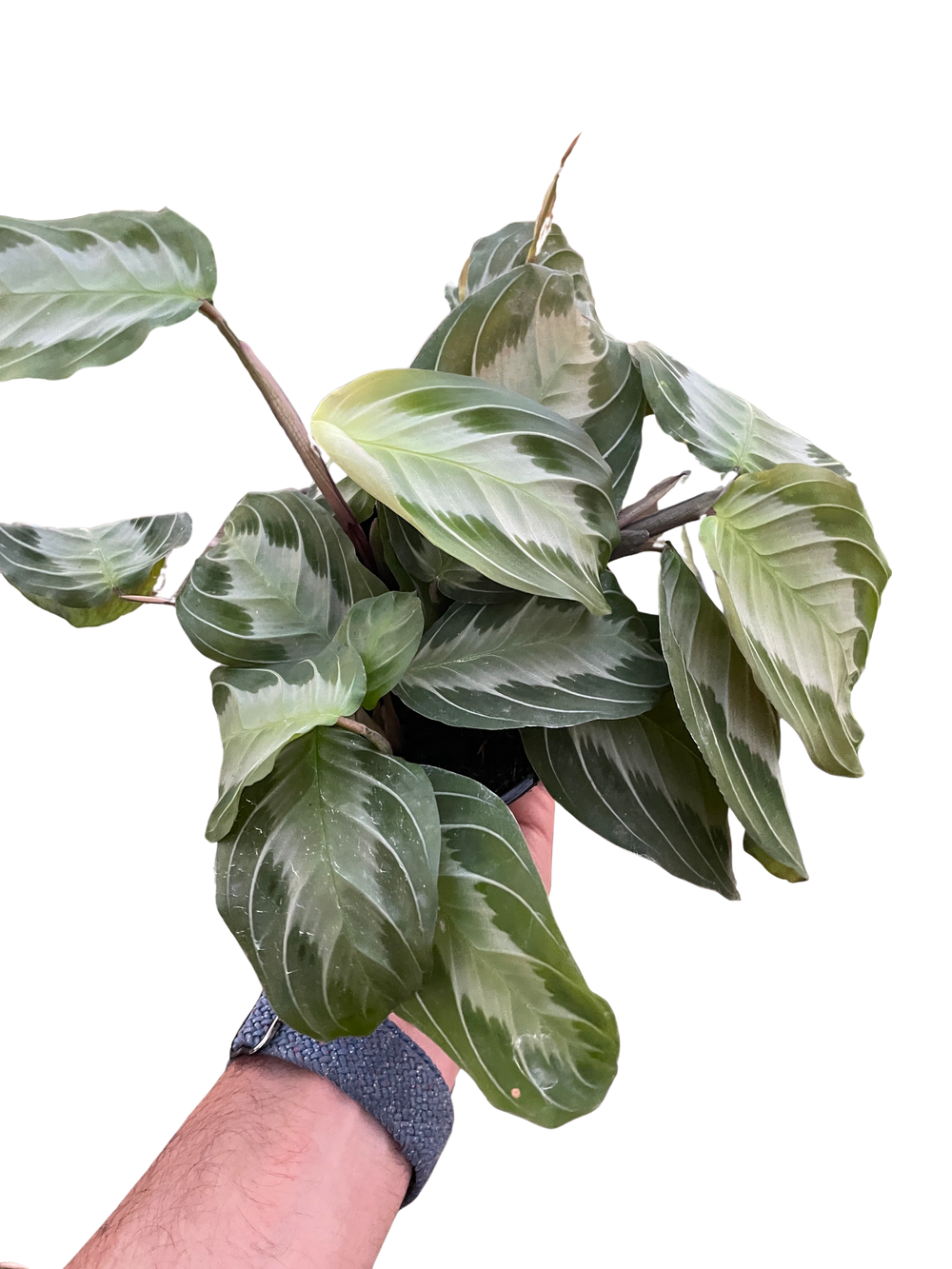 Maranta Assorted Buy Maranta 'Silver Band' Online in United States – World Plant Nursery