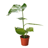 Monstera 'Thai Constellation'
