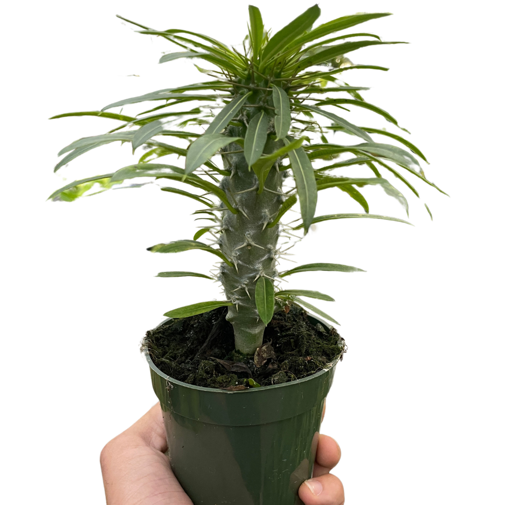 Pachypodium 'lamerei' (Madagascar Palm)