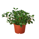 Peperomia 'Glabella'