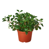 Peperomia 'Glabella'