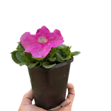 Petunia