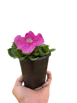 Petunia
