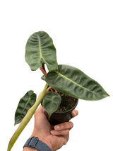 Philodendron 'Billietiae'