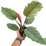 philodendron empress Philodendron Choco Empress
