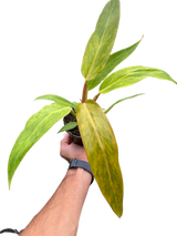 Philodendron 'Orange Marmalade'