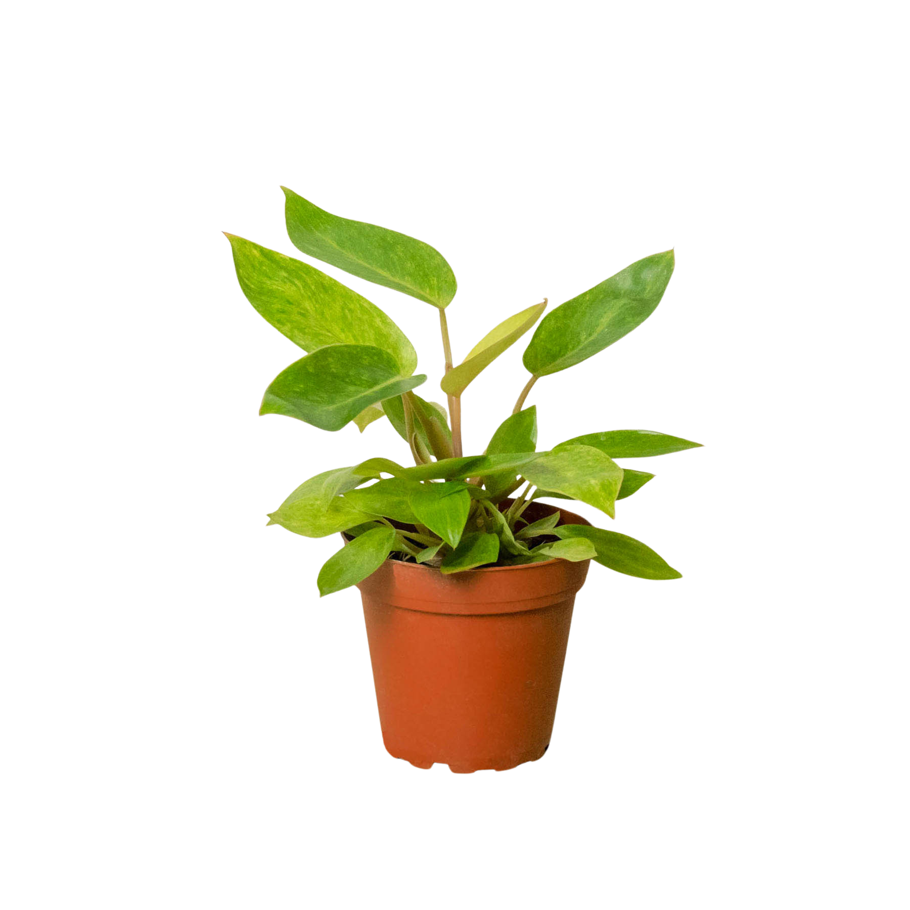philodendron orange marmalade vs painted lady The Snobby Leaf | Philodendron 'Painted Lady' - 4 inch Pot