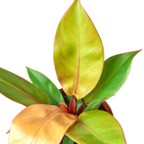 Philodendron 'Prince of Orange'