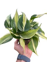 Philodendron 'Silver Stripe'