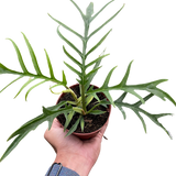 Philodendron 'Tortum'