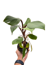 Philodendron 'White Knight'