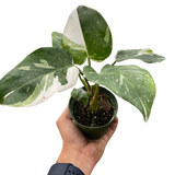 Philodendron 'White Princess'