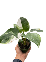 Philodendron 'White Princess'