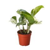 Pothos Manjula