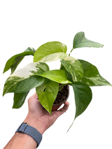 Pothos 'Albo Variegata'
